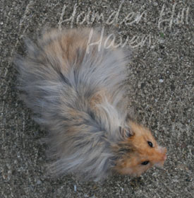 RC- Golden Umbrous Longhaired